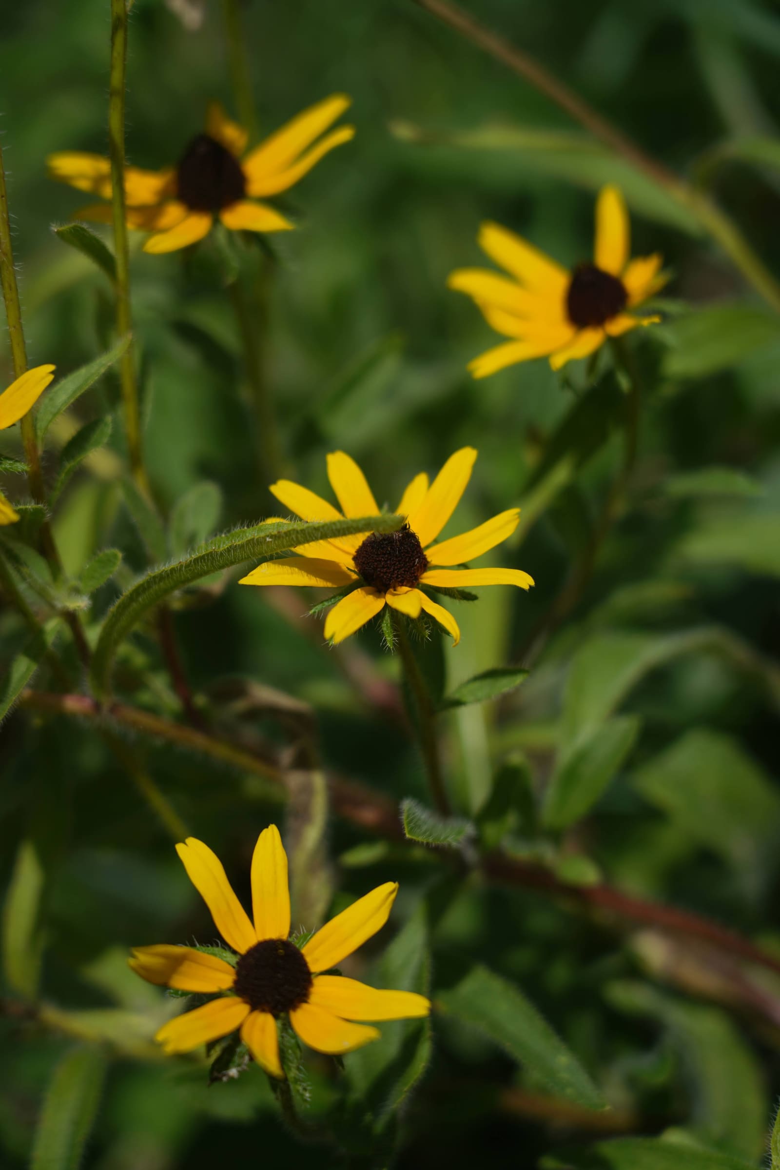 Black-eyed Susan blooms in dense green
